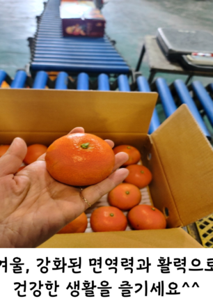 제주 홍매향